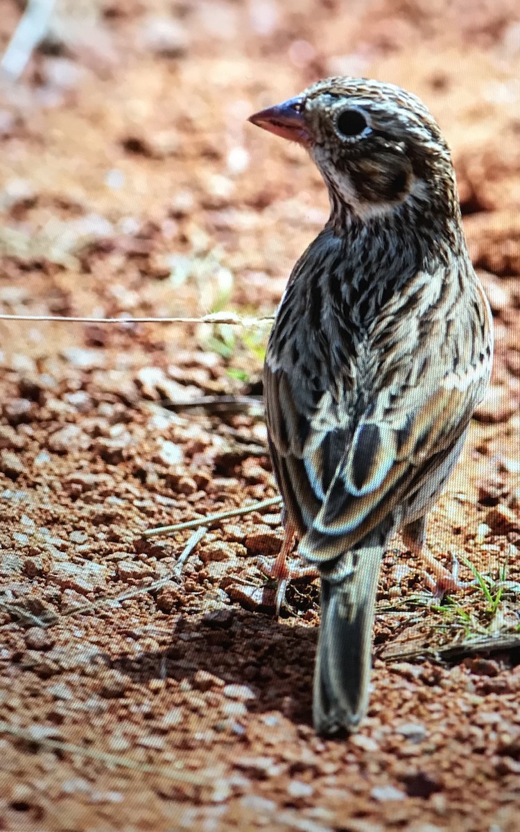 Vesper Sparrow - ML132710561