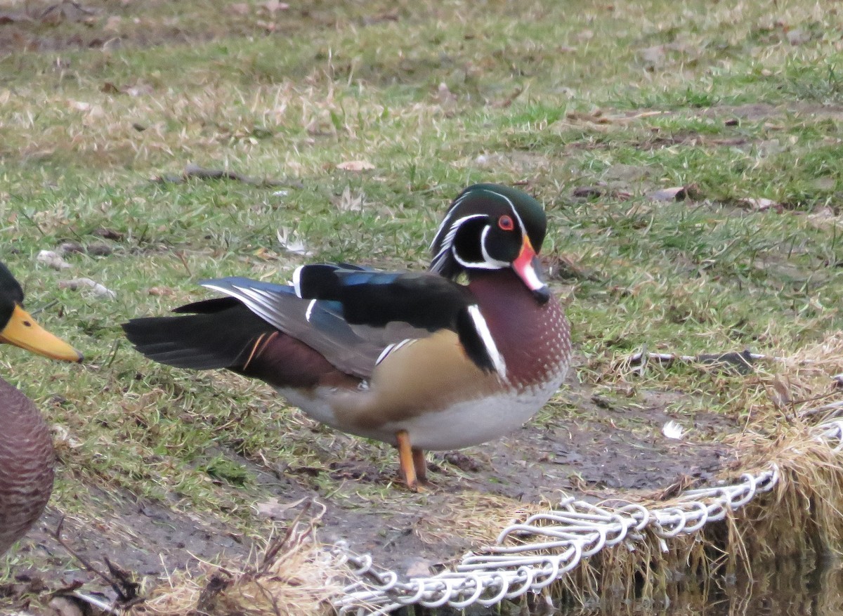 Canard branchu - ML132711071