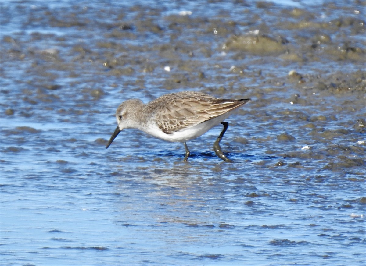 Western Sandpiper - Bill Pelletier