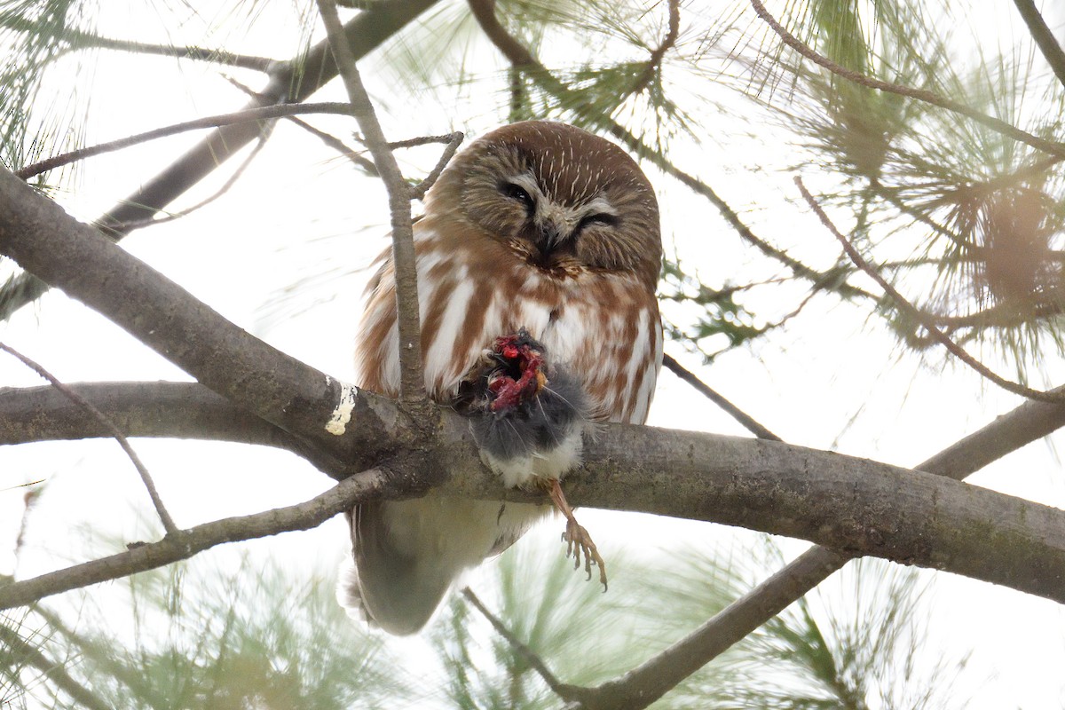 Northern Saw-whet Owl - ML132714771