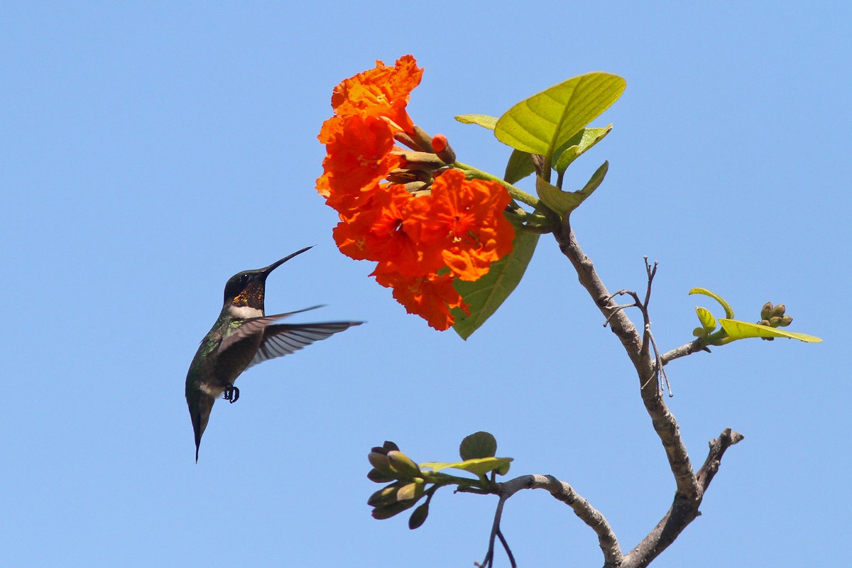 Ruby-throated Hummingbird - ML132714821