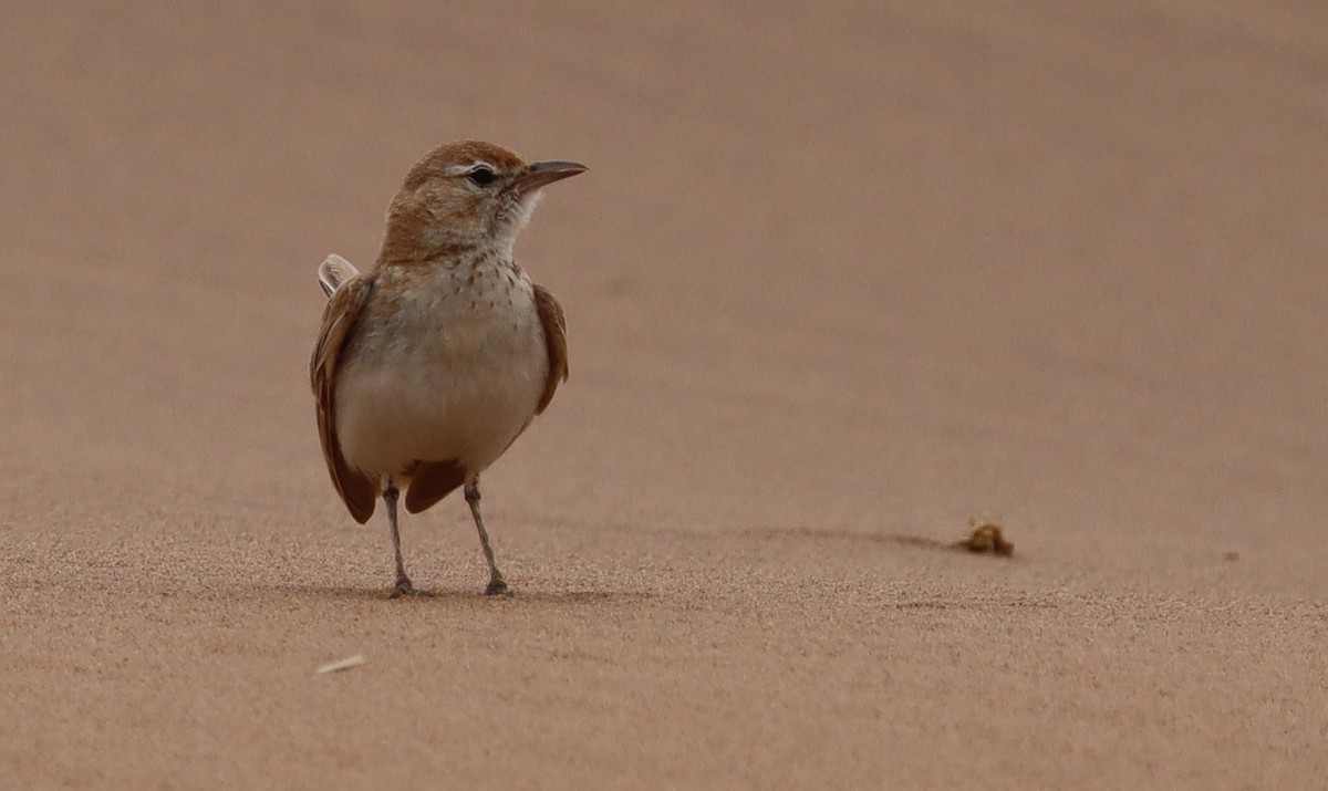 Dune Lark (Dune) - ML132714941