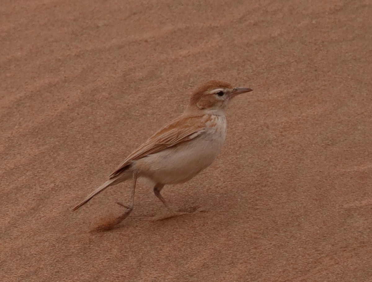 Dune Lark (Dune) - ML132715011