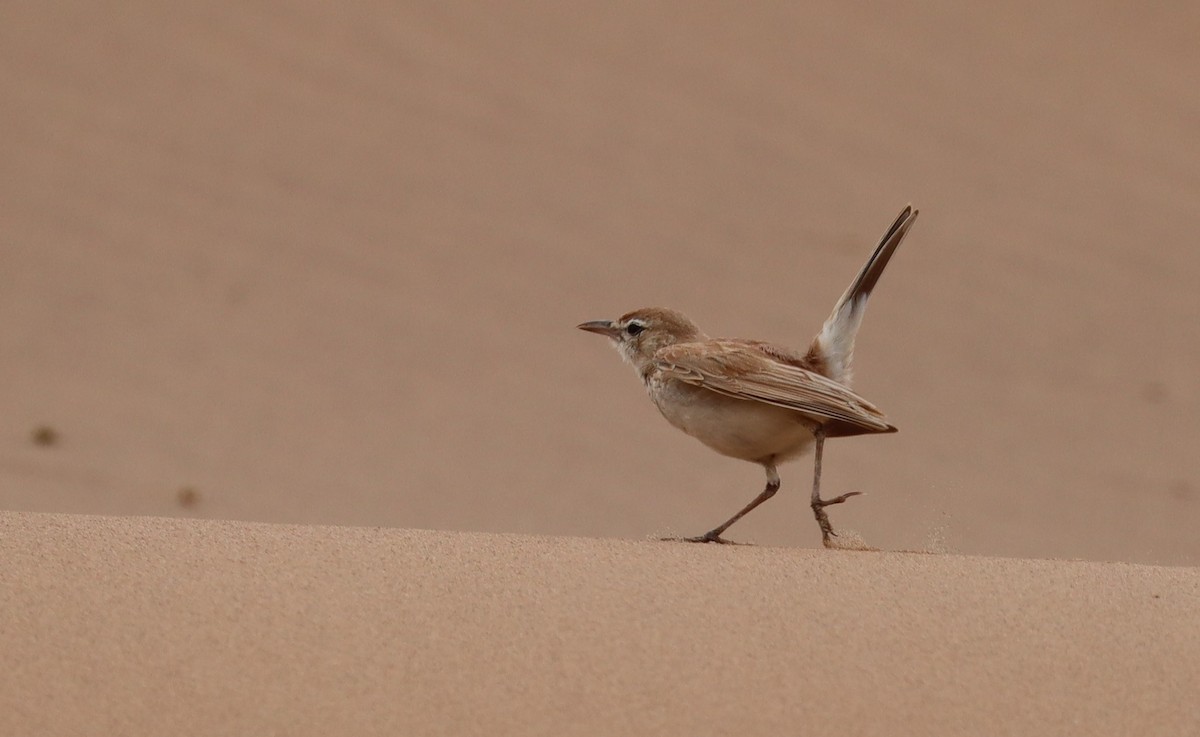 Dune Lark (Dune) - ML132715041