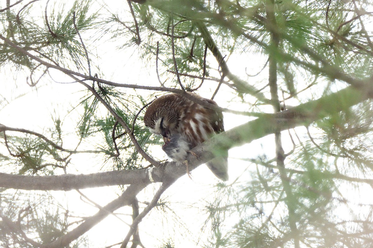 Northern Saw-whet Owl - ML132715111