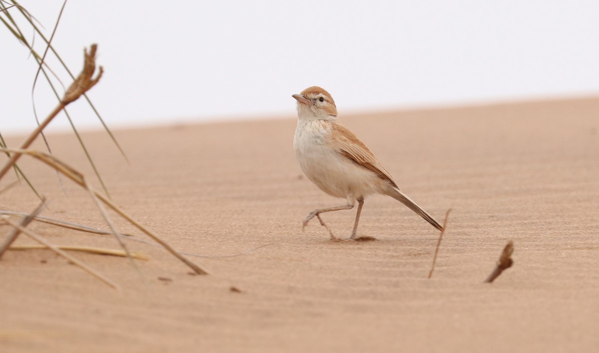 Dune Lark (Dune) - Adam Kent