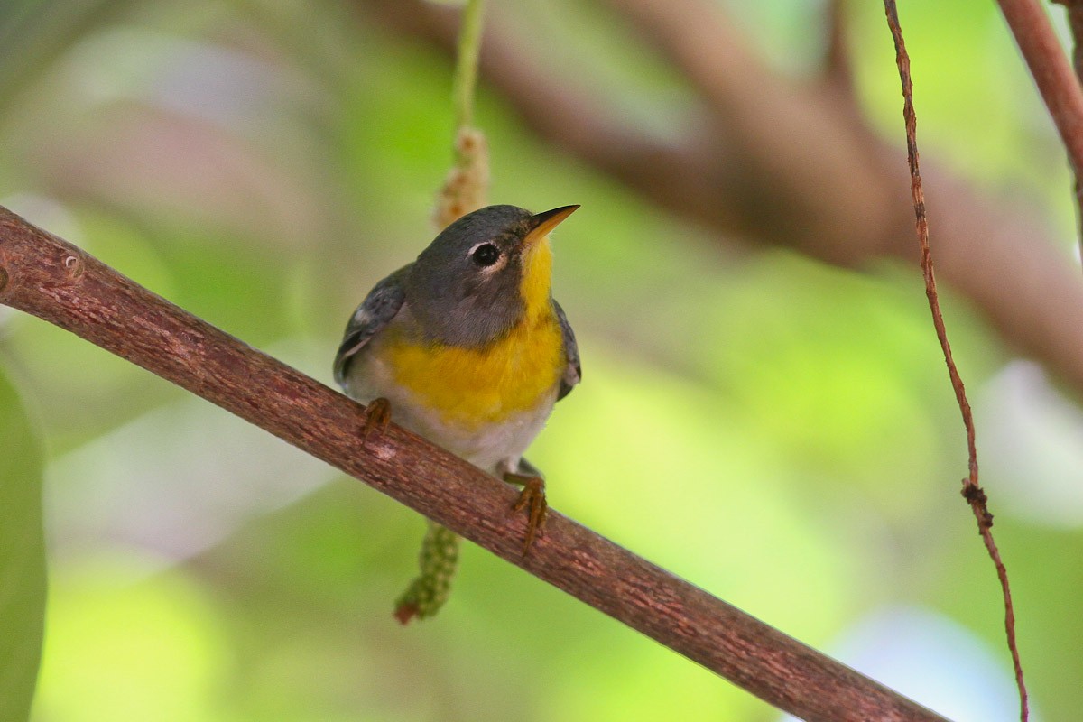 Northern Parula - ML132717041