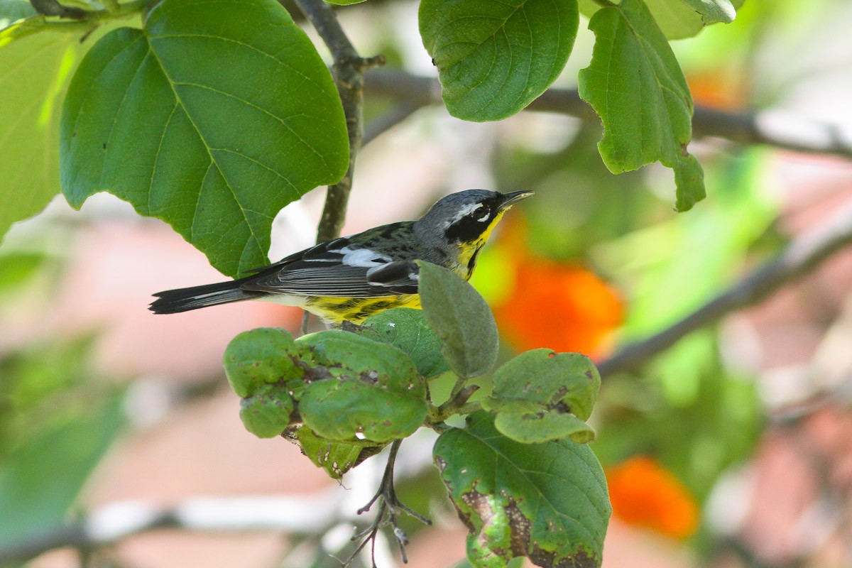 Magnolia Warbler - ML132717261