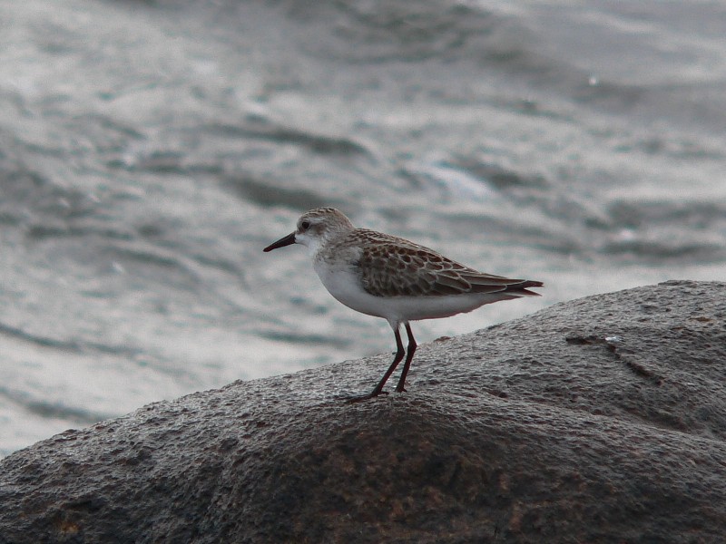 Semipalmated Sandpiper - ML132717581