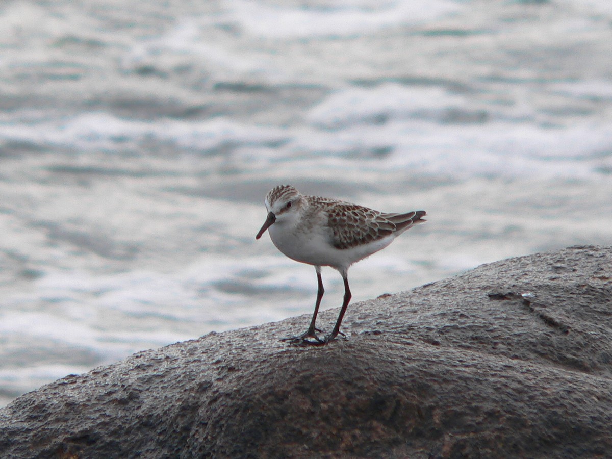 Semipalmated Sandpiper - ML132717651