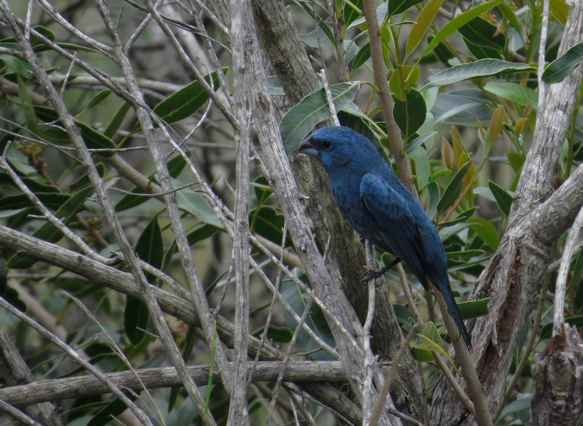 Glaucous-blue Grosbeak - Germán Gil