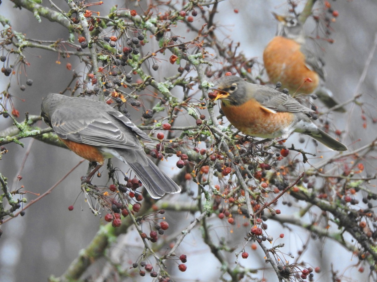 American Robin - ML132720221