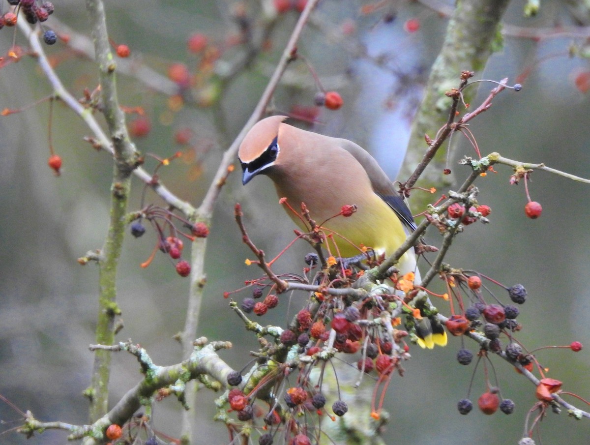 Cedar Waxwing - ML132720231