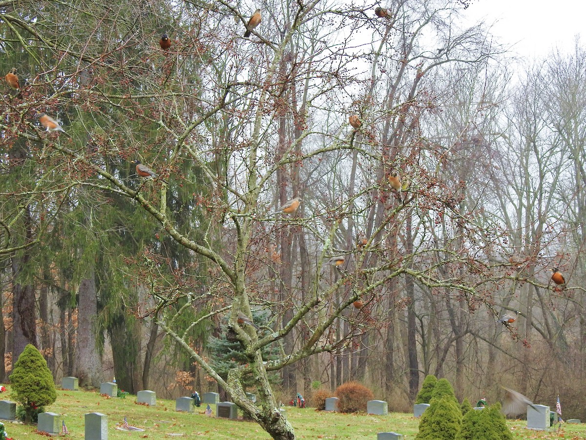 American Robin - ML132720271