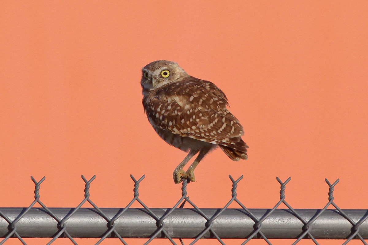 Burrowing Owl - ML132720861