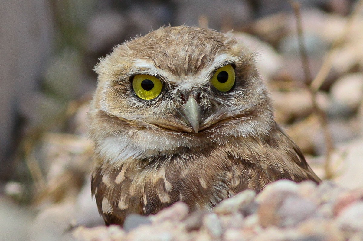 Burrowing Owl - ML132720891