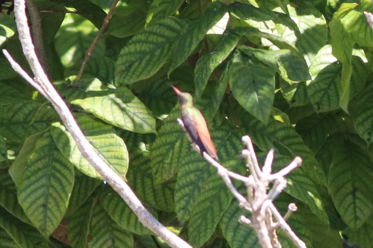 kolibřík ryšavý - ML132722501
