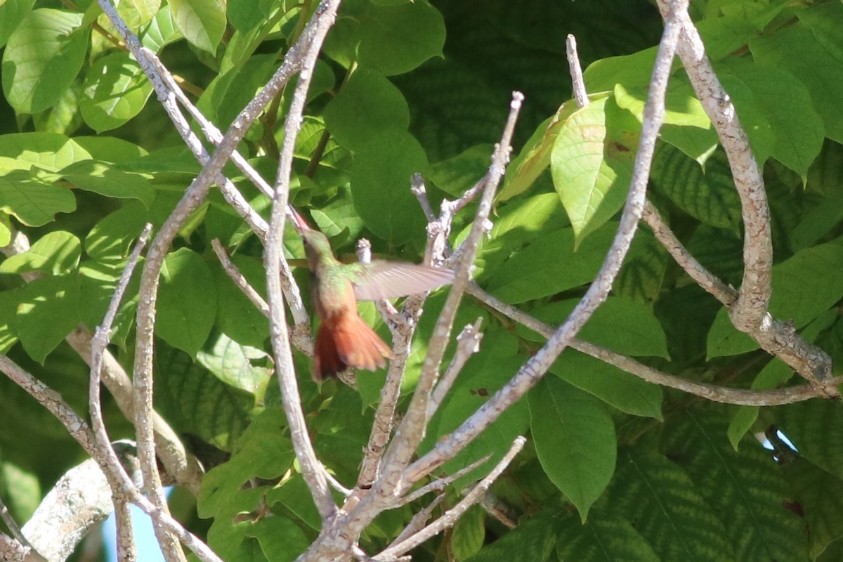 Cinnamon Hummingbird - ML132722511