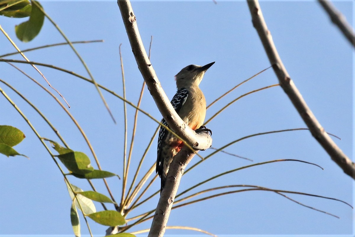 Red-crowned Woodpecker - ML132723751