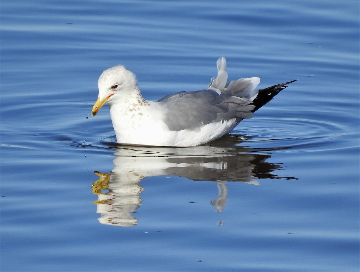 Gaviota Californiana - ML132724361