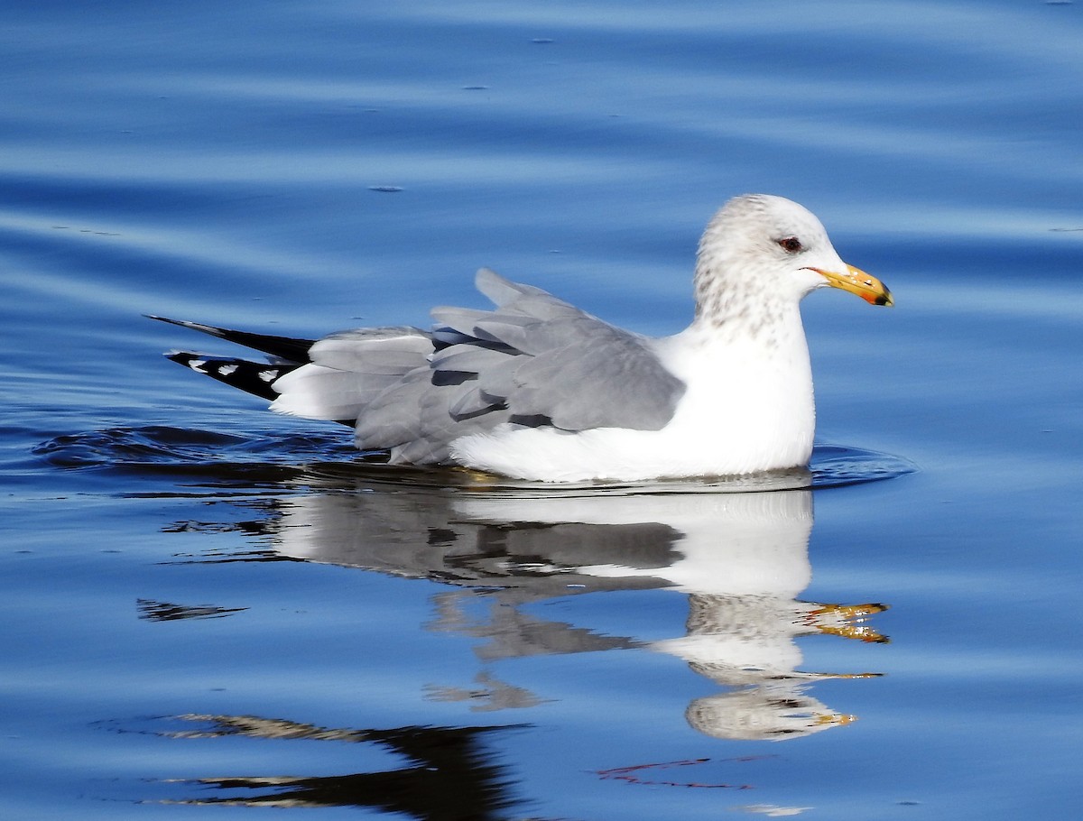 California Gull - Bill Pelletier