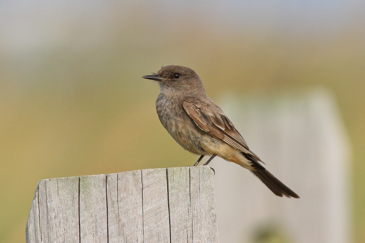 Say's Phoebe - Michael O'Brien