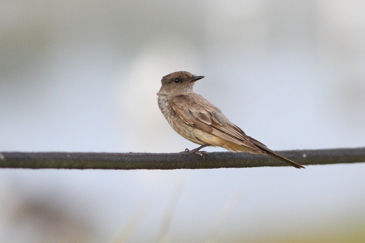 Say's Phoebe - Michael O'Brien