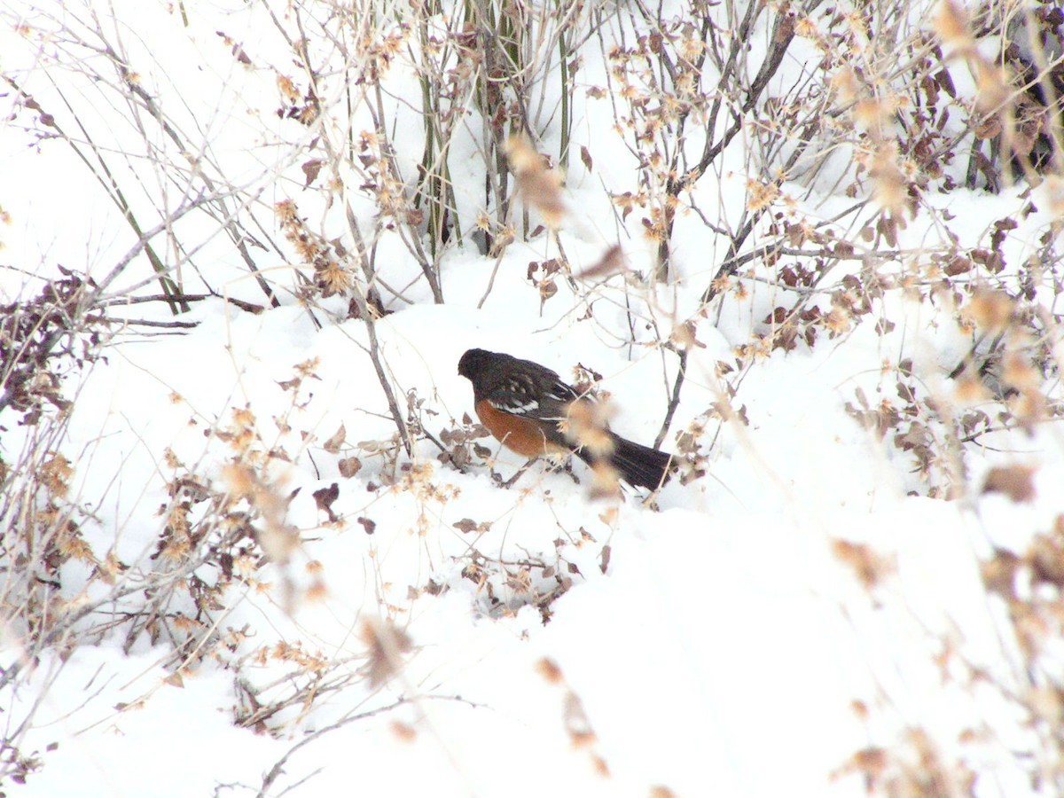 Spotted Towhee - ML132726101