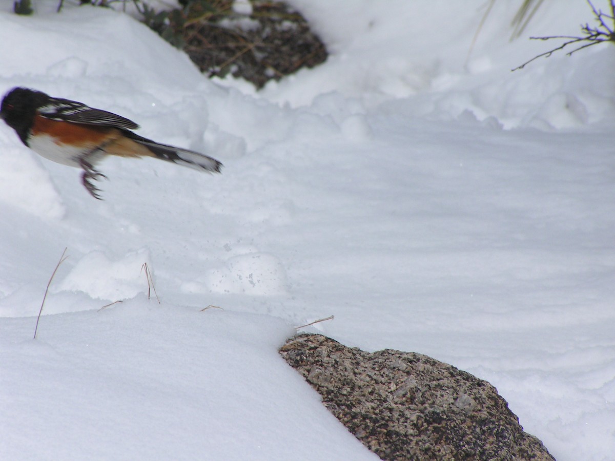 Spotted Towhee - ML132726171