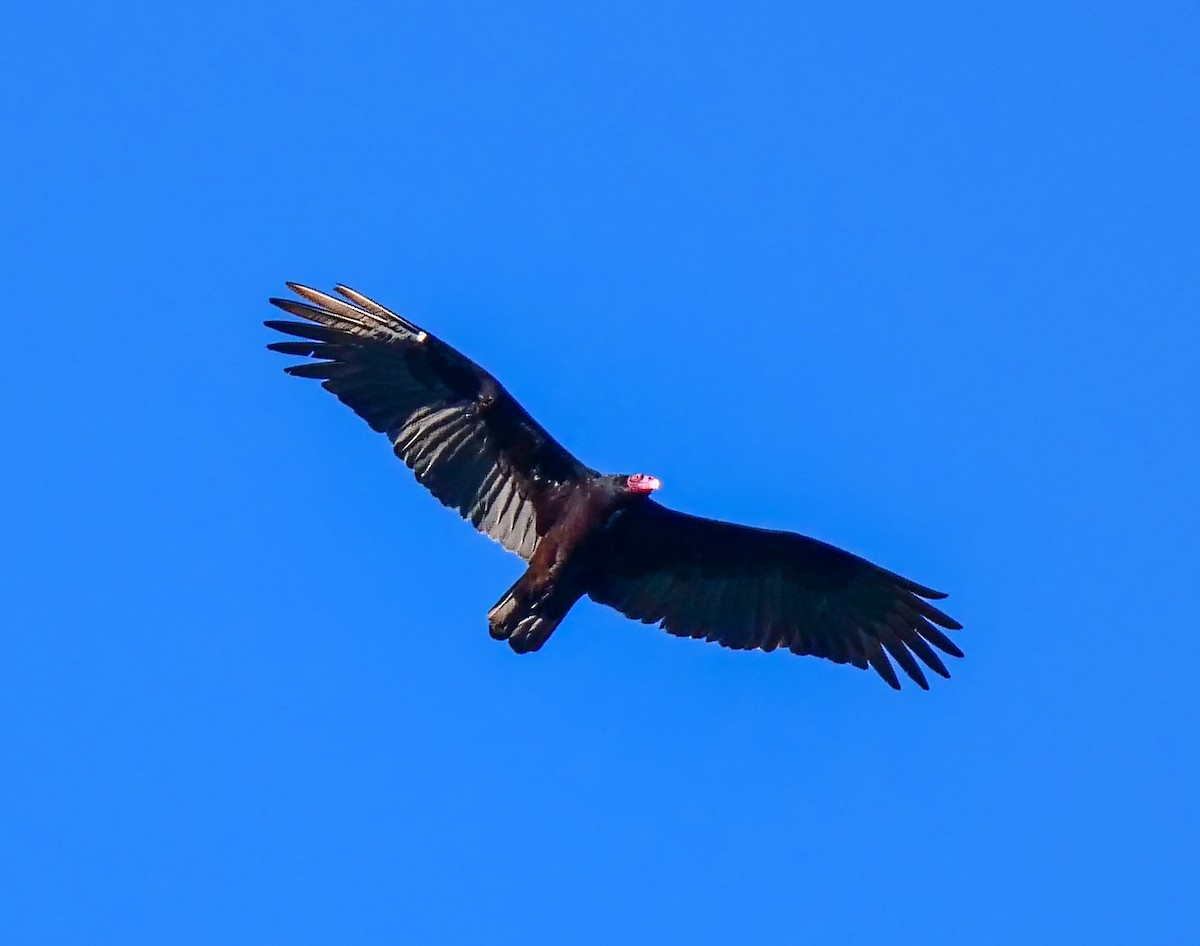 Turkey Vulture - ML132726181
