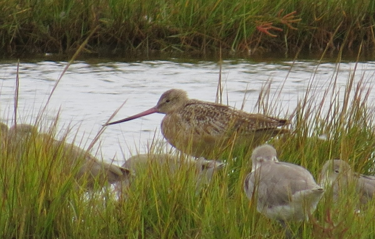 Marbled Godwit - ML132730121