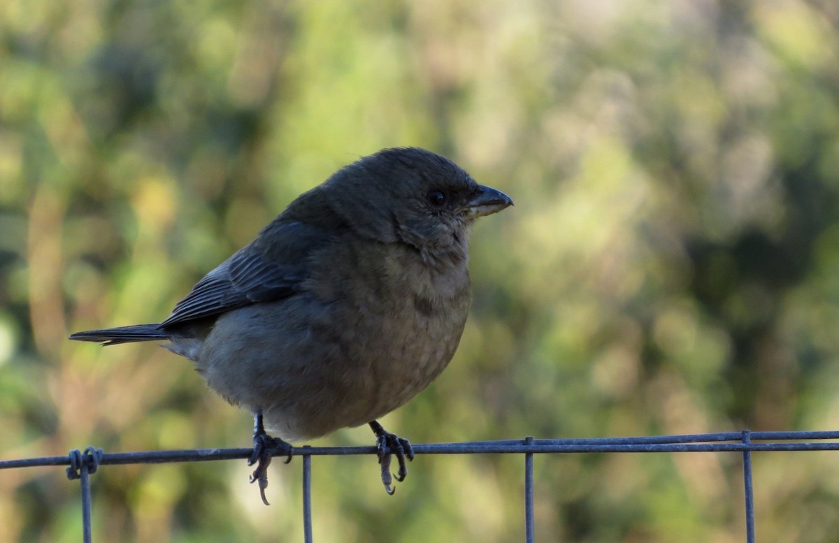 Blue-and-yellow Tanager - ML132730211