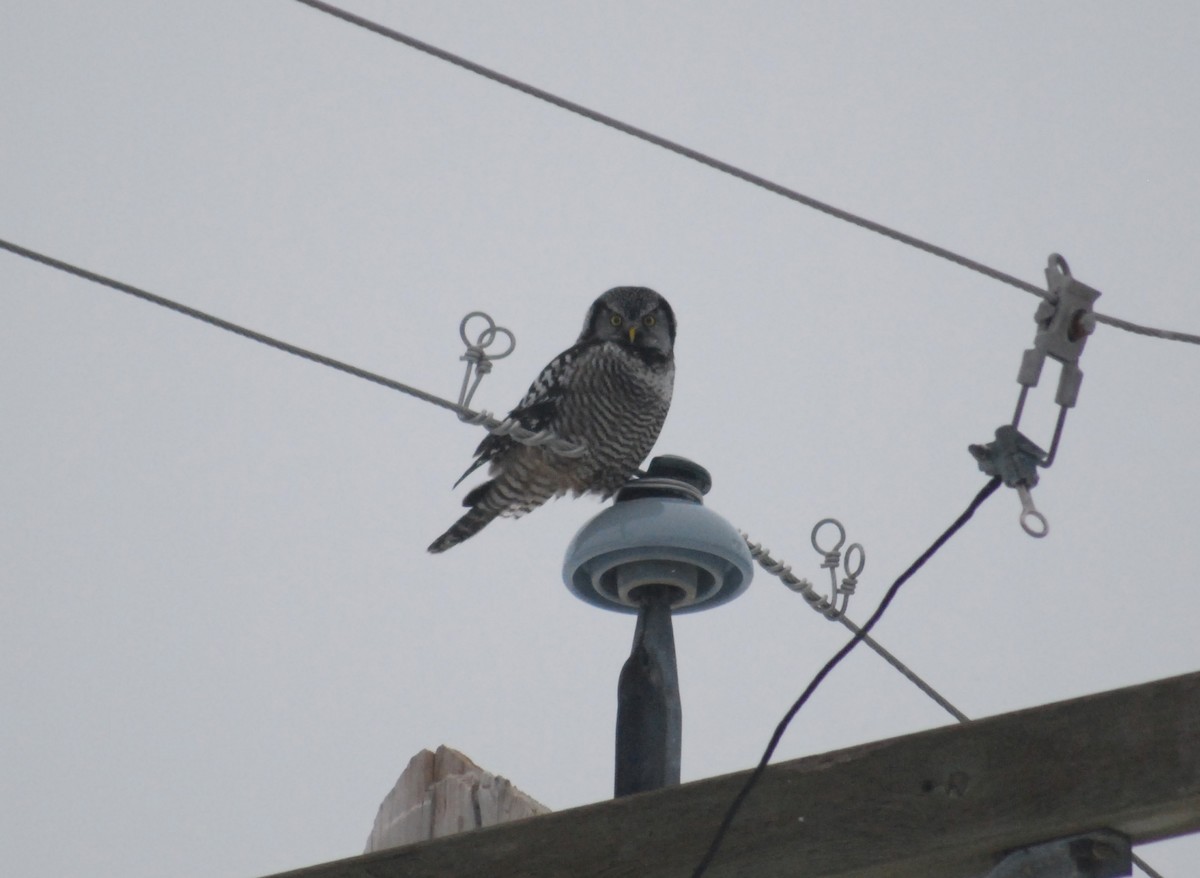 Northern Hawk Owl - ML132730591
