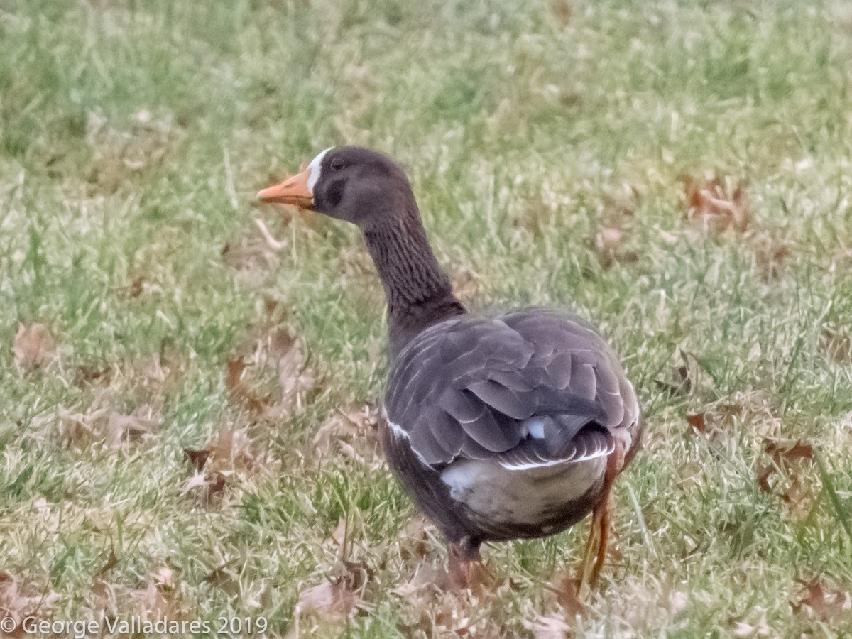 Greater White-fronted Goose - ML132730841