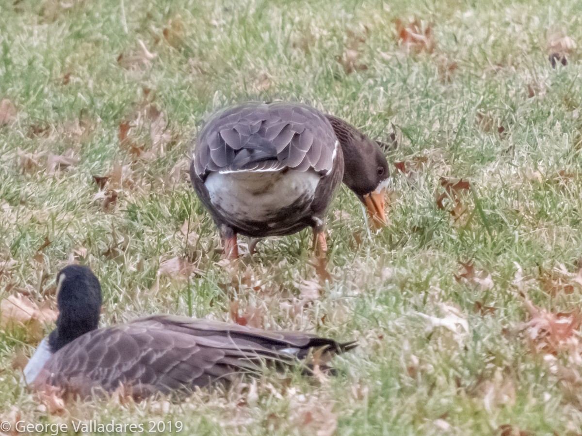 Greater White-fronted Goose - ML132730851