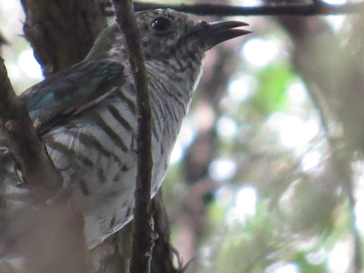 Shining Bronze-Cuckoo - ML132731121