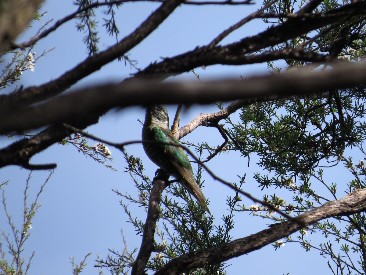 Shining Bronze-Cuckoo - ML132731181