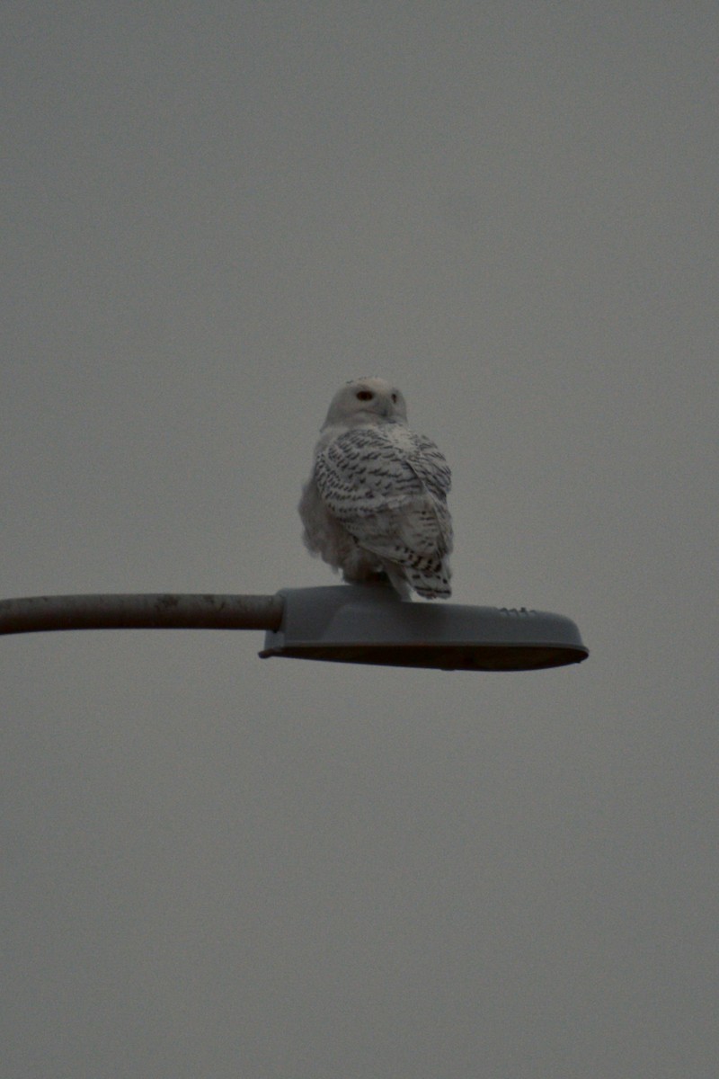 Snowy Owl - Mia Majetschak