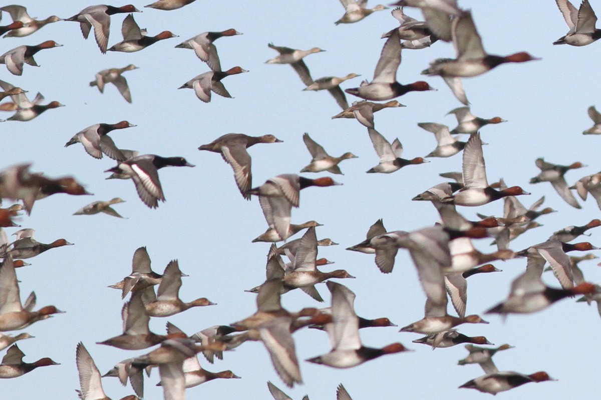 Greater Scaup - ML132731811