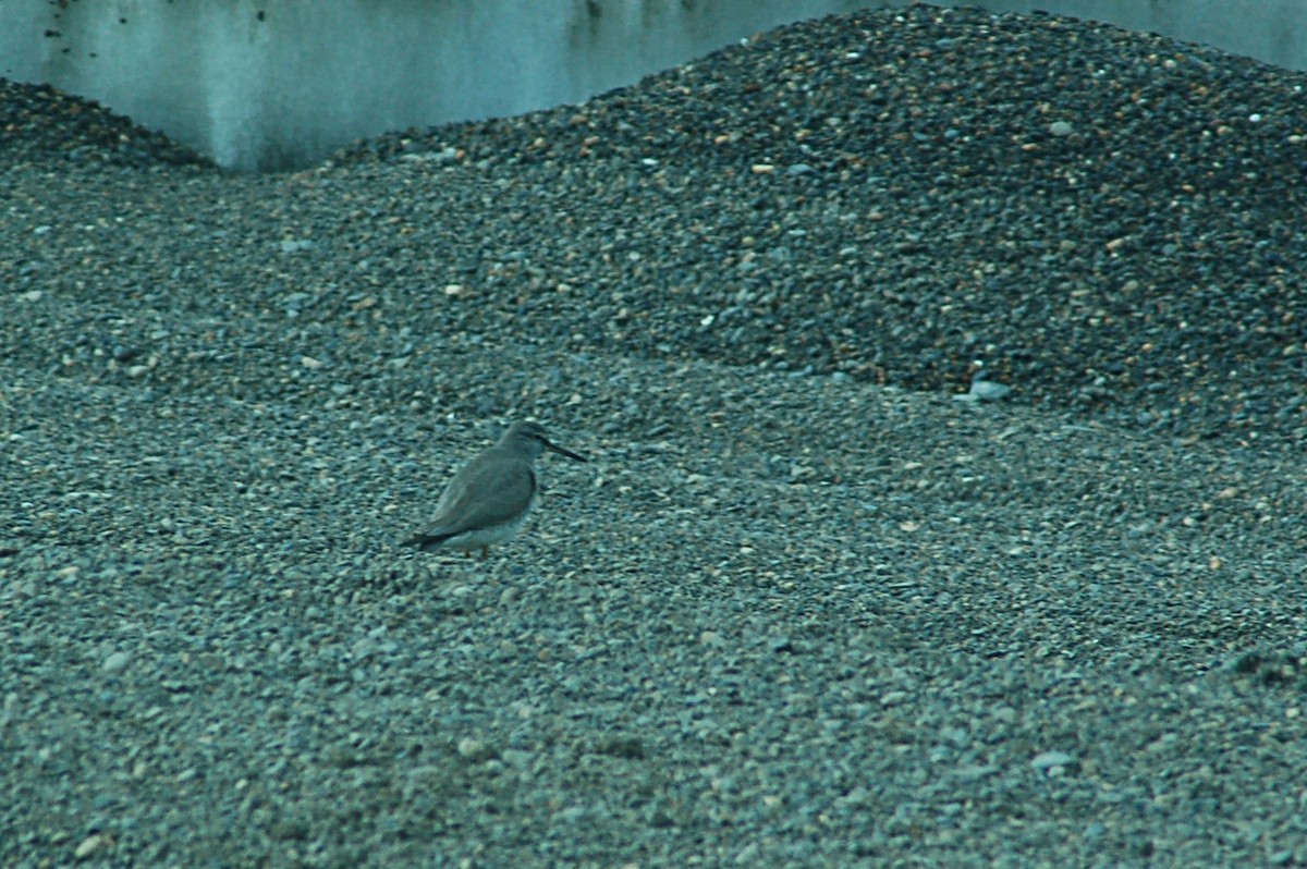 Gray-tailed Tattler - ML132734661