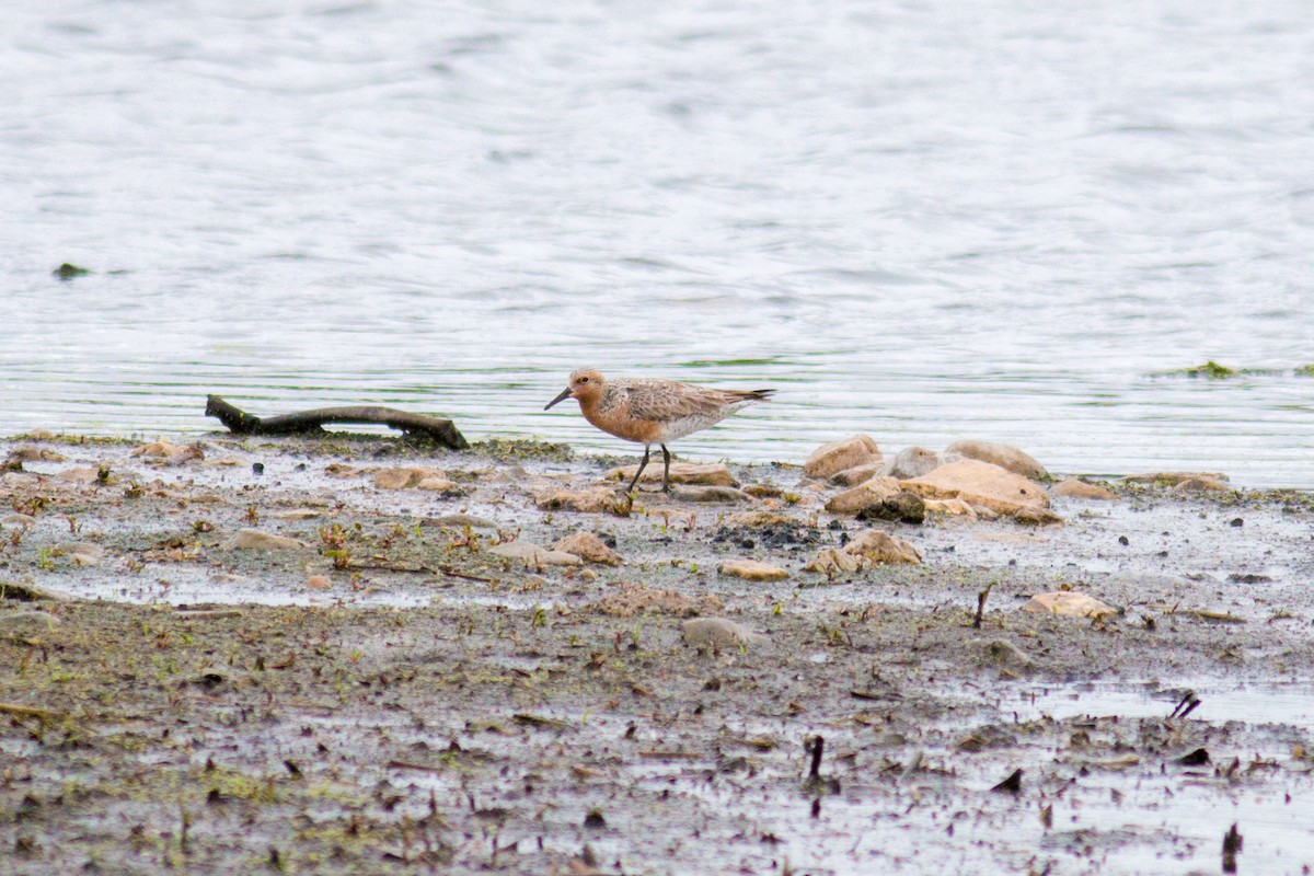 Red Knot - ML132736011