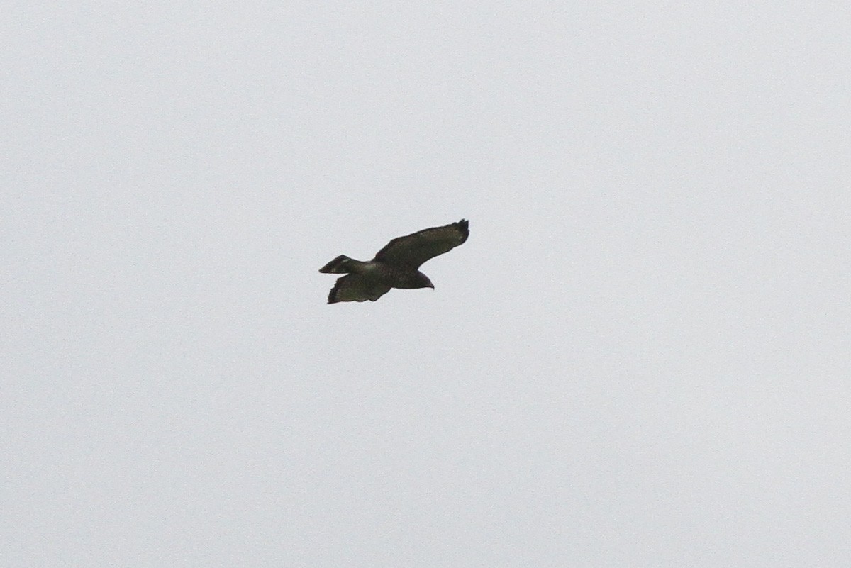 Broad-winged Hawk - ML132736651
