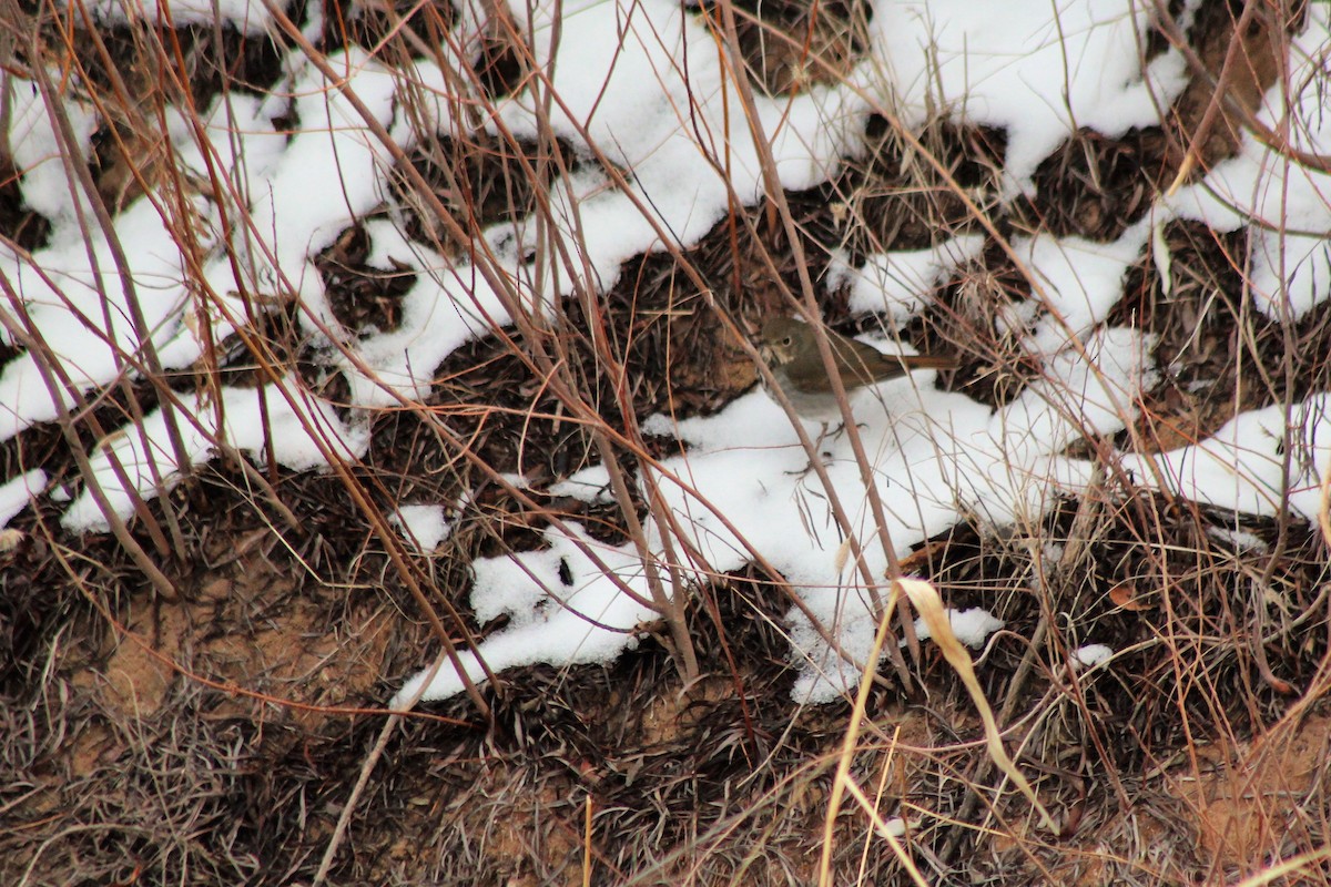 Hermit Thrush - ML132739191