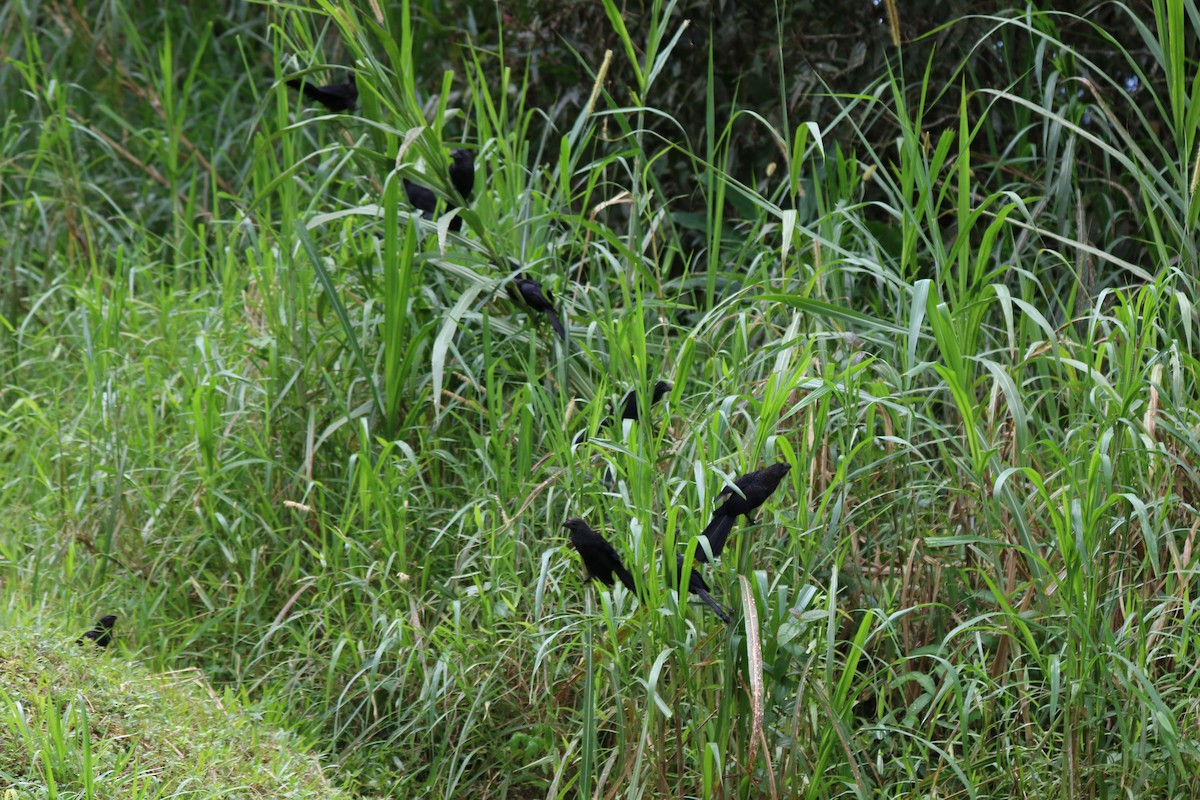 Smooth-billed Ani - ML132739401