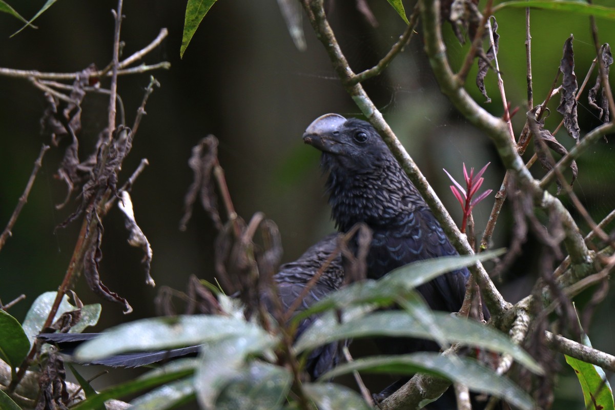 Smooth-billed Ani - ML132739421