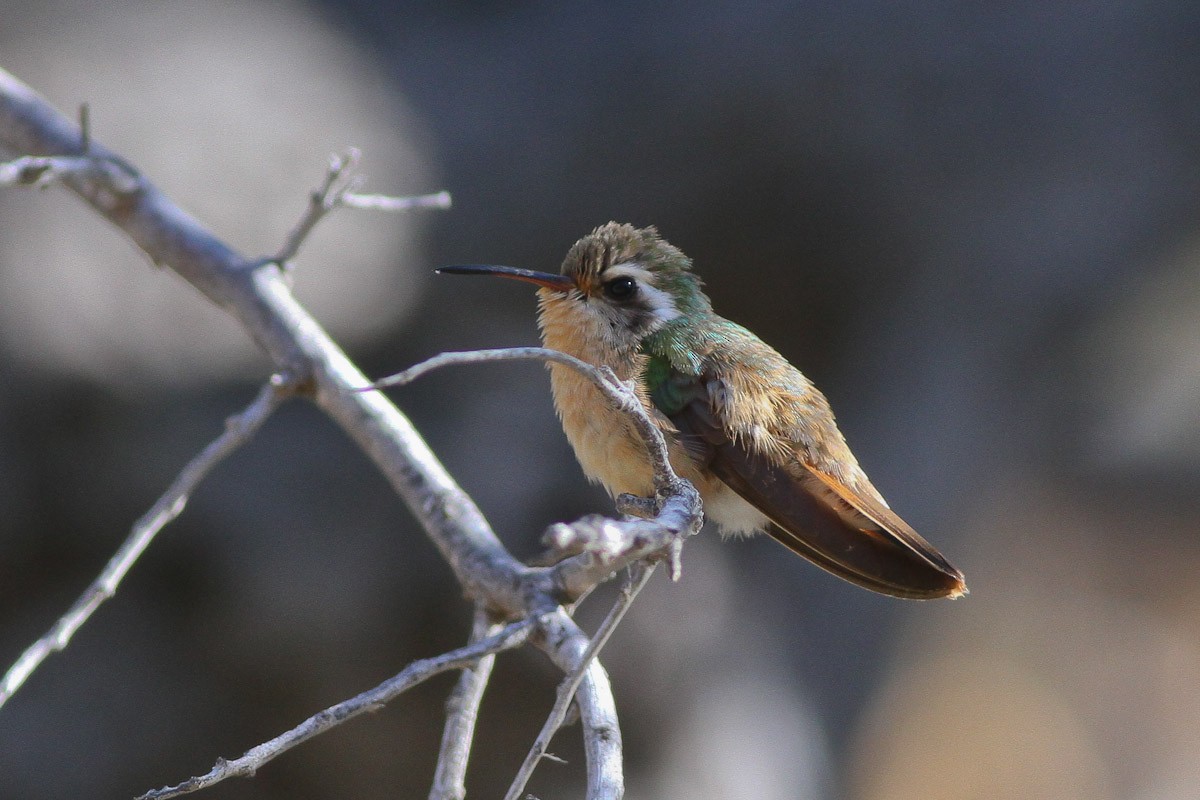 Xantus's Hummingbird - ML132739461