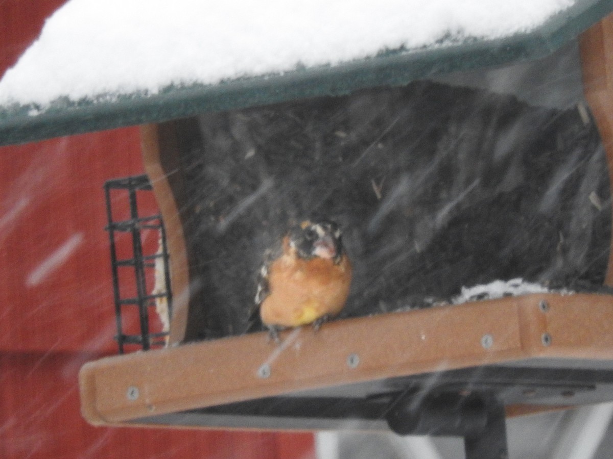 Black-headed Grosbeak - Jill Henemyer