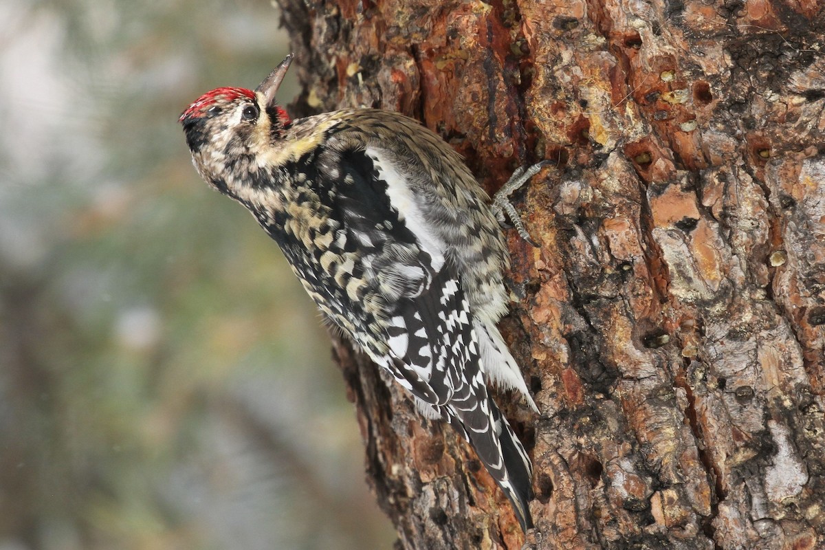 Yellow-bellied Sapsucker - ML132742081