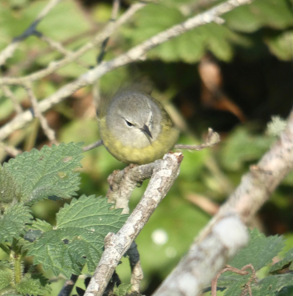 Orange-crowned Warbler (Gray-headed) - ML132744991