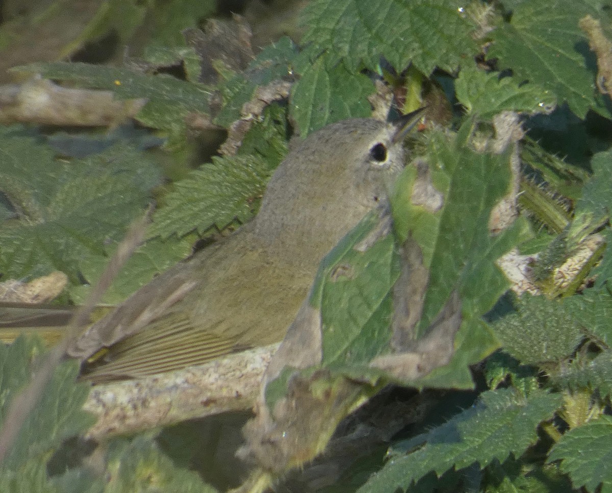 Orange-crowned Warbler (Gray-headed) - ML132745131